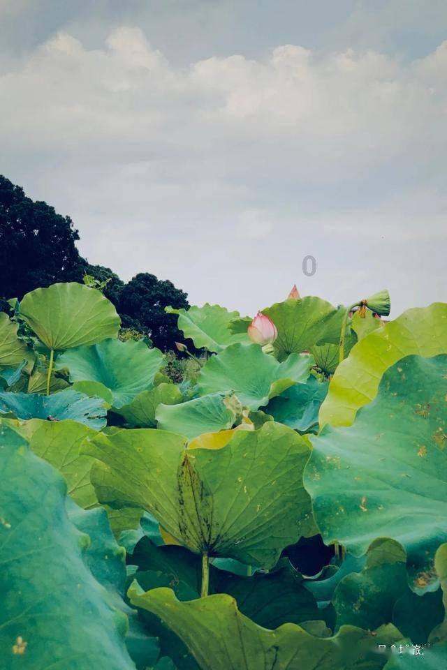 植物大战僵尸10
